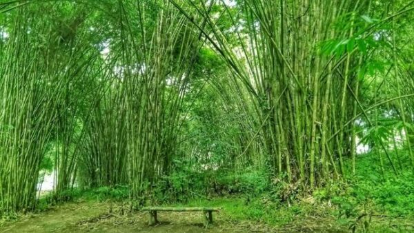 10 Taman Bambu di Indonesia