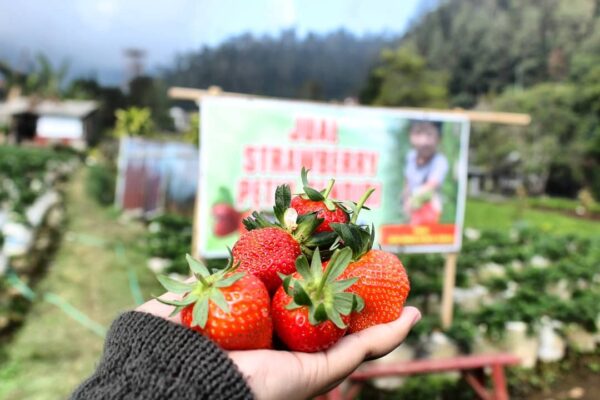 Taman Strawberry Kadudampit