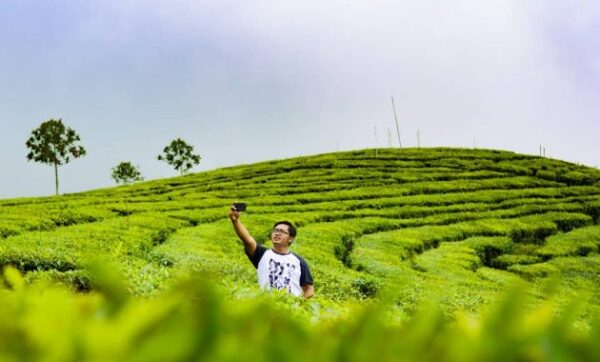 Kebun Teh Kertowono, Si Penghasil Teh Berkualitas Dunia