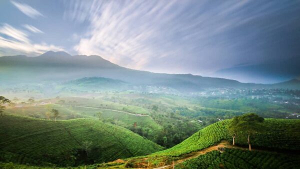 Wisata Kebun Teh Kemuning Karanganyar