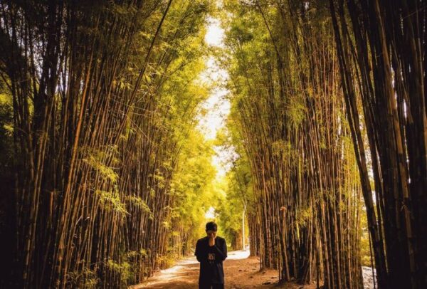 Hutan Bambu Surabaya, Cocok Untuk Foto Prewed