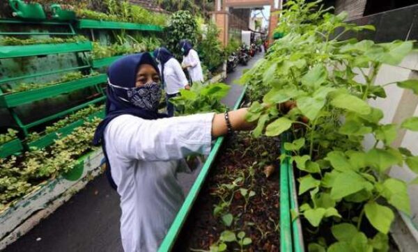 Tingkatkan Produktivitas Pertanianmu Dengan Berbelanja Saprotan Berkualitas Dari Toko di Balikpapan Ini