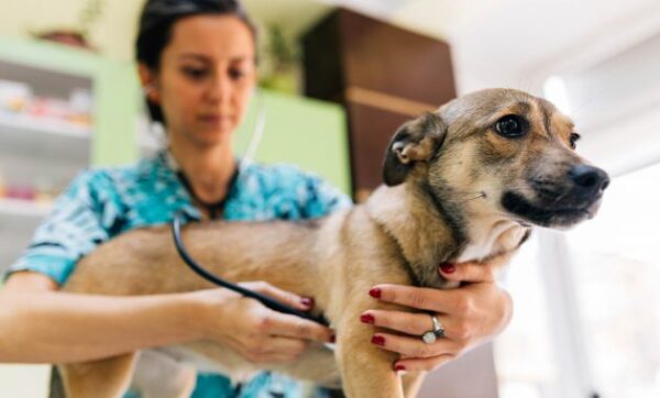 Ini Dia 10 Daftar Rekomendasi Dokter Hewan Terbaik di Wilayah Kabupaten Kudus dan Sekitarnya