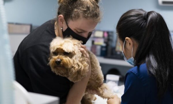 10 Tempat Praktek Dokter Hewan di Jakarta Utara Yang Bisa Pet Lovers Andalkan Saat Anabul Sakit