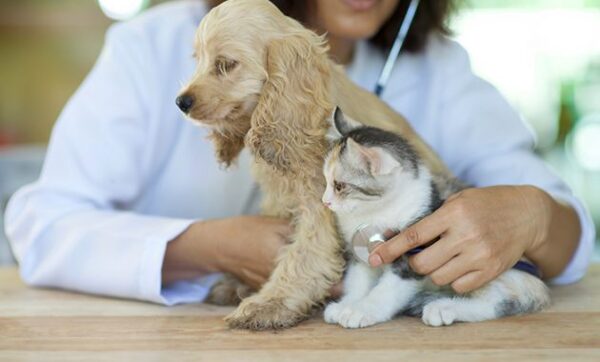 Ini Dia Rekomendasi Dokter Hewan Pilihan di Wilayah Jambi Yang Siap Melayani Pet Lovers